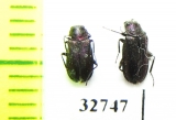 Melyridae sp.  South Africa Rep. - INSECTS-STORE.RU
