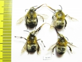 Hymenoptera sp.  Russia, Kaluga reg. - INSECTS-STORE.RU
