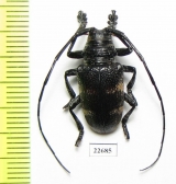 Cerambycidae sp.  South Africa Rep. - INSECTS-STORE.RU