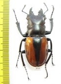 Odontolabis ludeckingi  Indonesia, Sumatra - INSECTS-STORE.RU