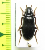 Melandrya mongolica  Russia, Far East - INSECTS-STORE.RU