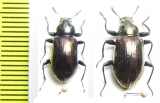 Tenebrionidae sp.  Indonesia, Sulawesi - INSECTS-STORE.RU
