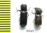 Bostrichidae sp.  Thailand - INSECTS-STORE.RU