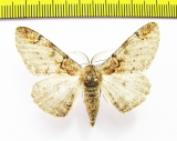 Geometridae sp.  Russia, Far East - INSECTS-STORE.RU