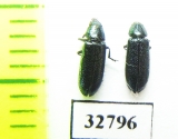 Melyridae sp.  South Africa Rep. - INSECTS-STORE.RU