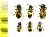 Hymenoptera sp.  Russia, Kaluga reg. - INSECTS-STORE.RU