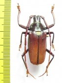 Pyrodes longiceps  Mexico 35mm - INSECTS-STORE.RU