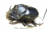 Proagoderus sp.  Indonesia, Kalimantan - INSECTS-STORE.RU