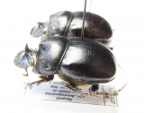 Copris sp., pair  Nepal - INSECTS-STORE.RU