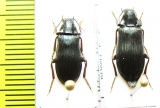 Melandrya mongolica  Russia, Far East - INSECTS-STORE.RU
