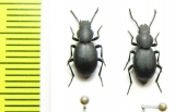 Tenebrionidae sp.  India - INSECTS-STORE.RU