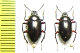 Tenebrionidae sp.  Malaysia - INSECTS-STORE.RU