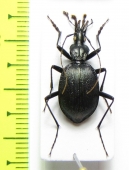 Scaphinotus valentinei  USA, WV - INSECTS-STORE.RU