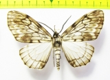 Geometridae sp.  Bolivia - INSECTS-STORE.RU