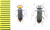 Callideriphus laetus  Chile - INSECTS-STORE.RU
