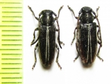 Phytoecia compacta  Armenia - INSECTS-STORE.RU