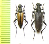 Anastrangalia sequensi, pair  Russia, Tuva reg. - INSECTS-STORE.RU