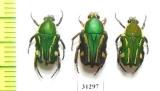 Cetoniinae sp.  Indonesia, Ceram isl. - INSECTS-STORE.RU