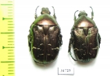Cetonia aurata  France - INSECTS-STORE.RU