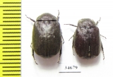 Melolonthinae sp.  Indonesia, Kalimantan - INSECTS-STORE.RU