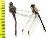 Odonata sp.  Thailand - INSECTS-STORE.RU