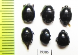 Euspilotus azureus, Hister sp.  Paraguay - INSECTS-STORE.RU
