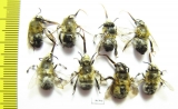 Hymenoptera sp.  Russia, Kaluga reg. - INSECTS-STORE.RU