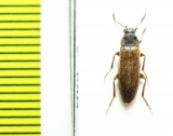 Melandrya rausuana  Russia, Far East - INSECTS-STORE.RU