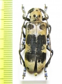 Callundine lacordairei  Laos - INSECTS-STORE.RU