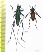 Euryarthrum takakuwai, Chloridolum sp.  Indonesia, Kalimantan - INSECTS-STORE.RU