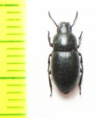Calyptopsis emarginata  Azerbaijan - INSECTS-STORE.RU