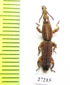 Brentidae sp.  South Africa Rep. - INSECTS-STORE.RU