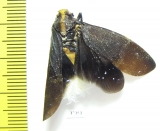 Homoptera sp.  Ecuador - INSECTS-STORE.RU