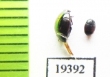 Euspilotus sp., Phelister haemorrhous  Argentina - INSECTS-STORE.RU