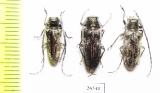 Prosopocera sp., pair  South Africa Rep. - INSECTS-STORE.RU