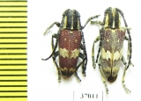 Glenea apicalis  South Africa Rep. - INSECTS-STORE.RU