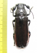 Bolbotritus bainesi  Tanzania 50mm - INSECTS-STORE.RU