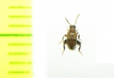 Aderidae sp.  Malaysia - INSECTS-STORE.RU