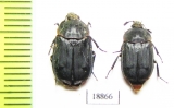 Thanatophilus terminatus  Russia, Astrakhan reg. - INSECTS-STORE.RU