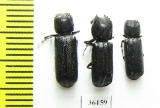 Bostrichidae sp.  Thailand - INSECTS-STORE.RU