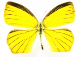 Pieridae - INSECTS-STORE.RU