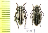 Dorcadion elegans, pair  Kazakhstan - INSECTS-STORE.RU