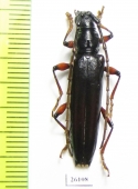 Cerambycidae sp.  Costa Rica - INSECTS-STORE.RU