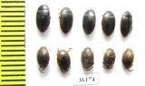 Dytiscidae sp.  Thailand - INSECTS-STORE.RU
