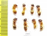 Formicidae sp.  Uzbekistan - INSECTS-STORE.RU