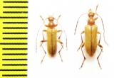 Pidonia debilis  Russia, Far East - INSECTS-STORE.RU