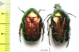 Cetonia aurata  Russia, Kaluga reg. - INSECTS-STORE.RU