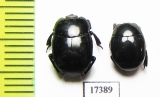 Histeridae sp.  Indonesia, Sumatra - INSECTS-STORE.RU