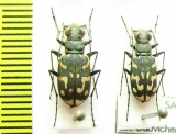 Lophyra flexuosa  France - INSECTS-STORE.RU