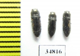 Acmaeodera truquii  Turkey - INSECTS-STORE.RU